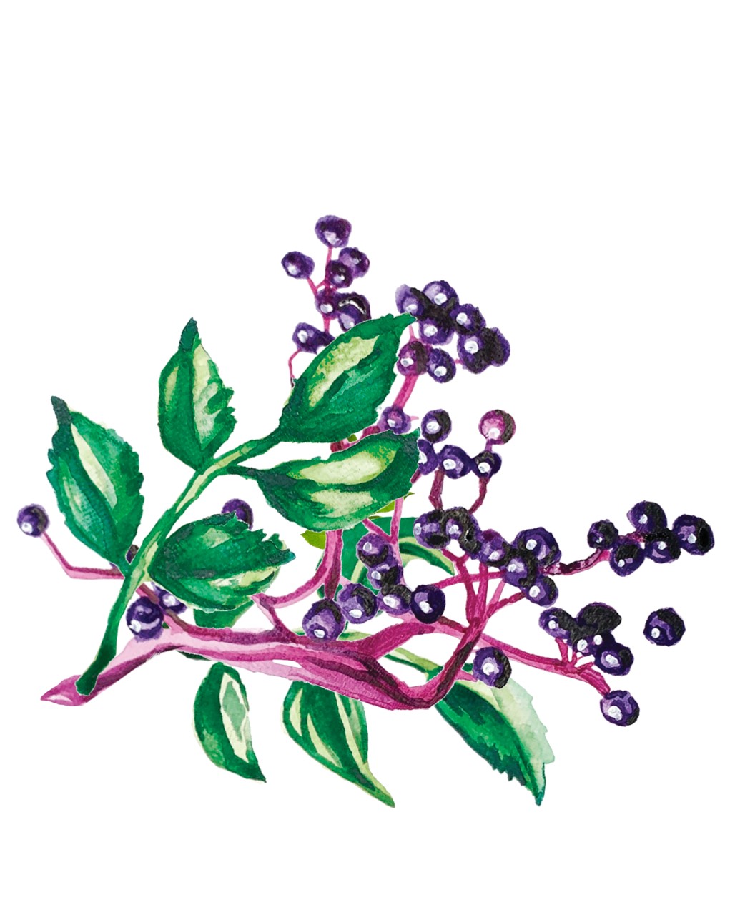 Elderberry Plant - All Things Elderberry