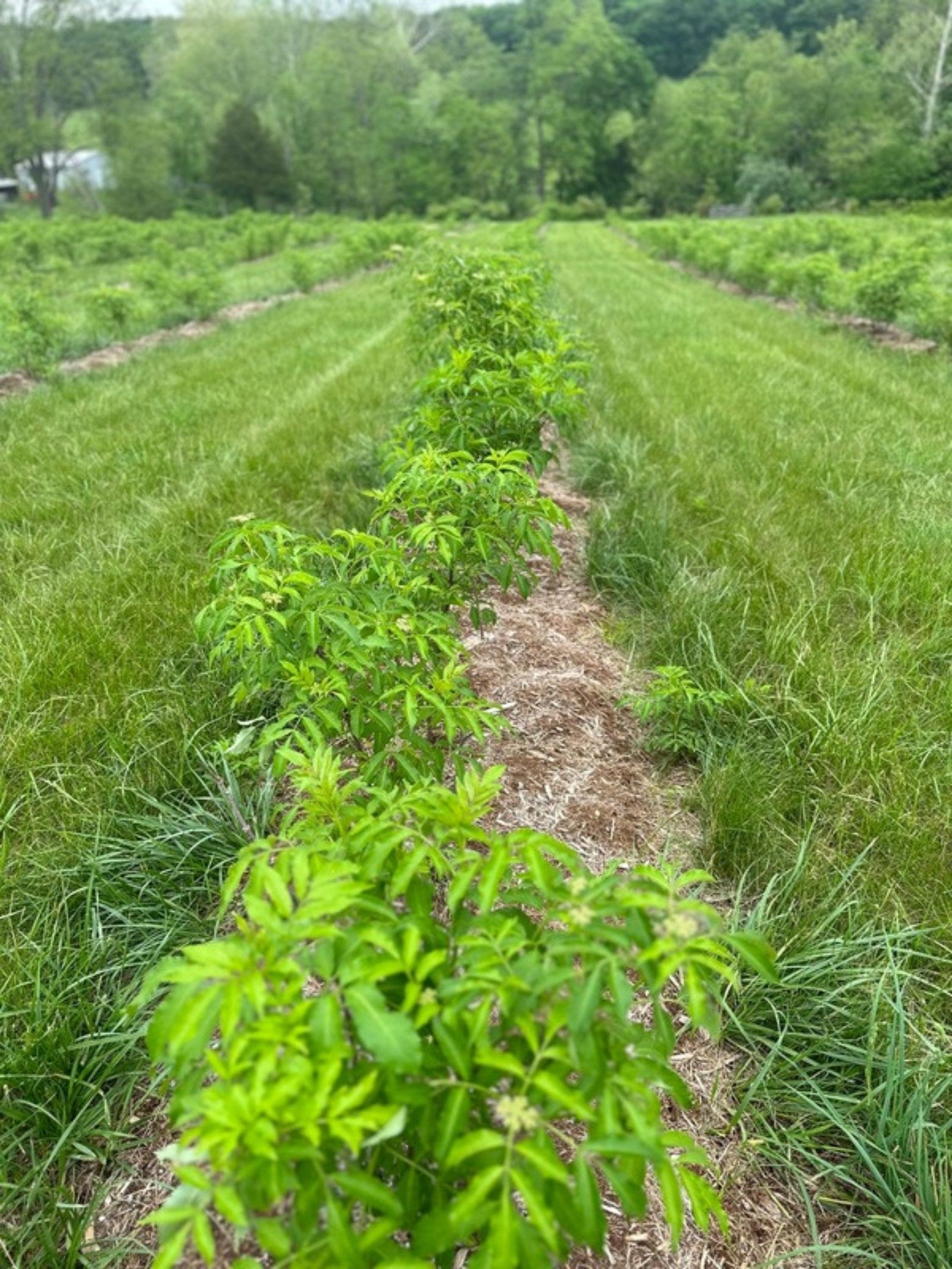 Rows of young elderberry plants on a Missouri farm