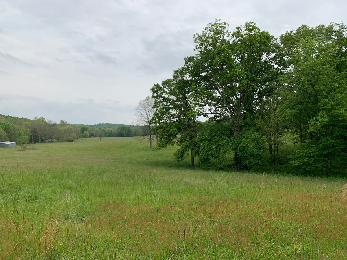I can't believe we bought our own elderberry farm in Missouri! All Things Elderberry