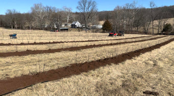 Spring Gardening & Elderberry Growth
