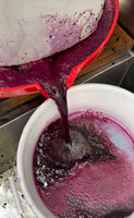 First Press Elderberry Harvest Process