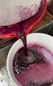 First Press Elderberry Harvest Process