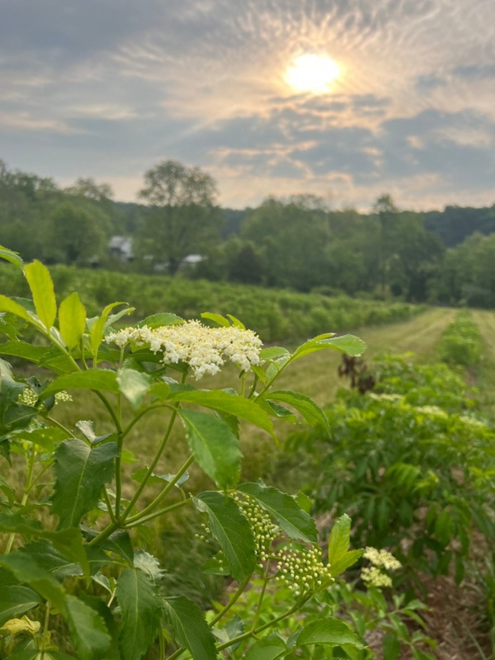 Elderflower in bloom on a Missouri farm, with rows of plants behind